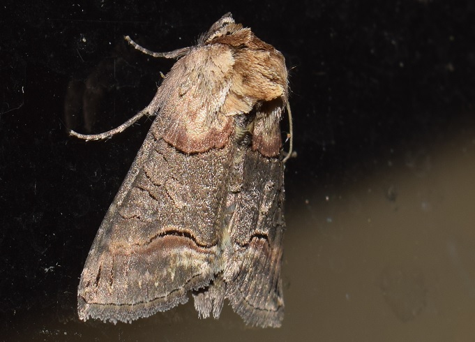 Abrostola sp. da ID